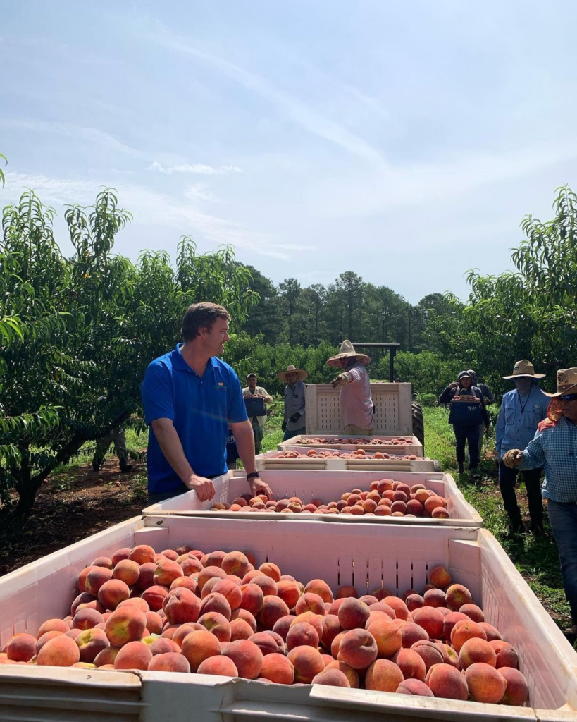 Peach packing at Dickey Farms in Musella, GA
