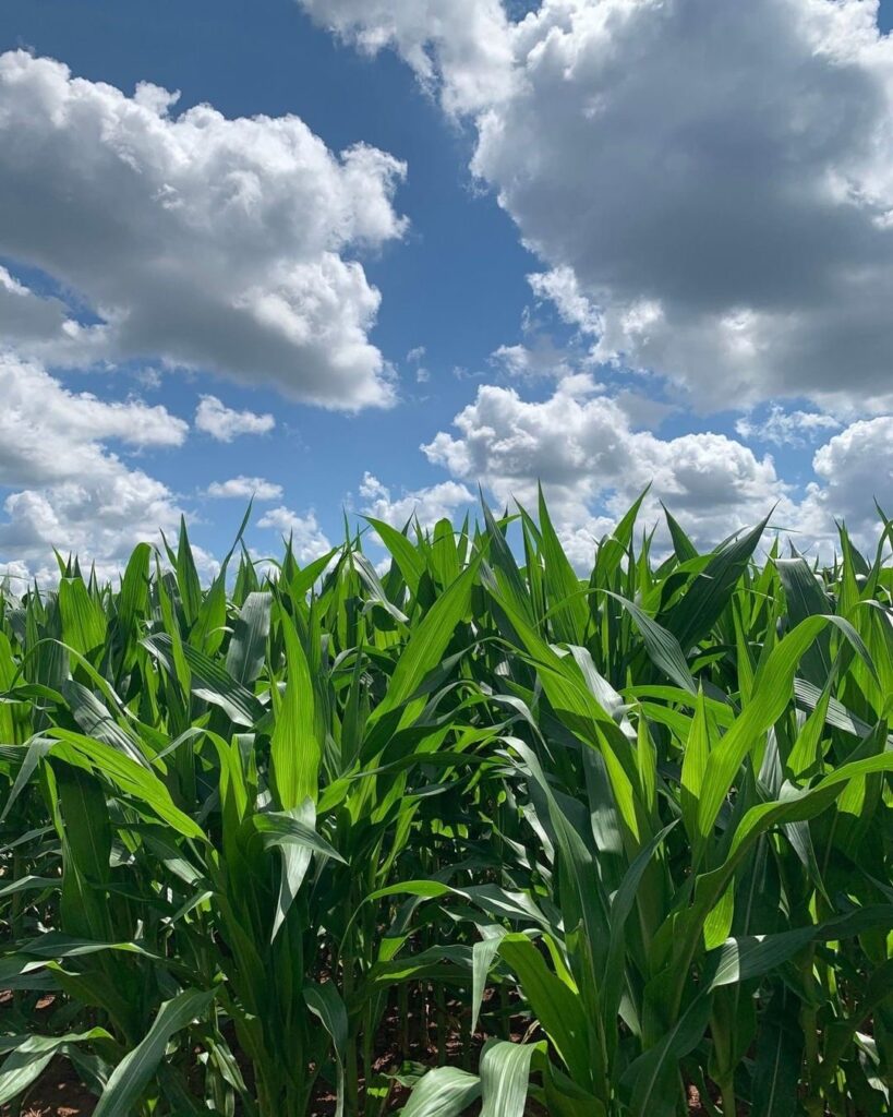 Dickey Farms in Musella has a full crop of corn laid out in a corn maze this fall. (Credit: Dickey Farms)