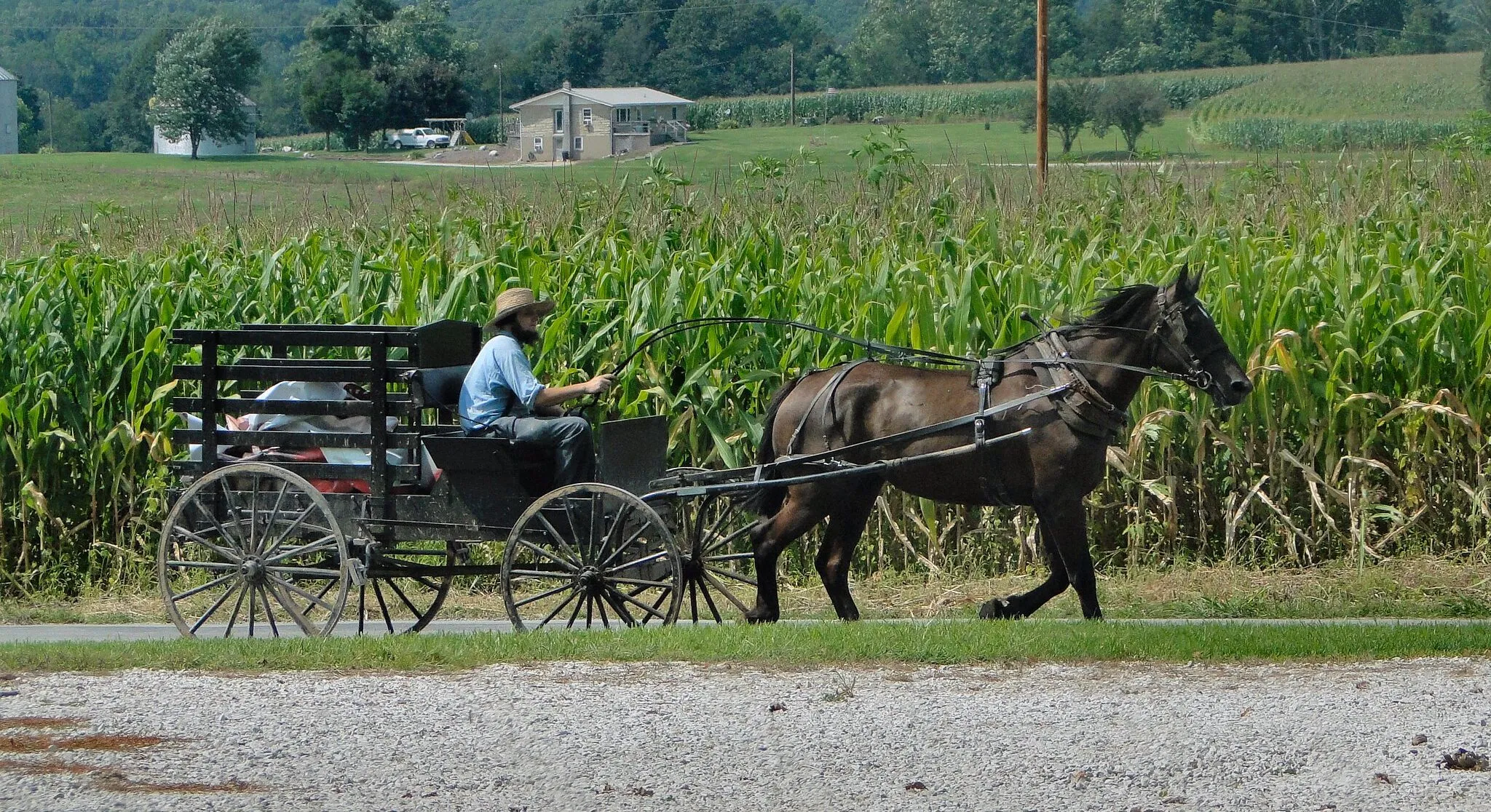 Amish in Indiana