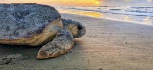 Sea turtle